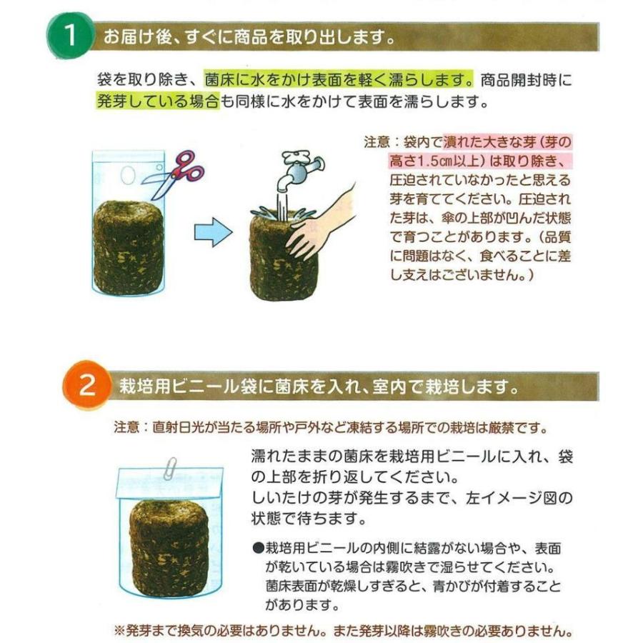 注目ブランドのギフト しいたけ栽培キット 2個セット 室内栽培 家庭菜園 自由研究 園芸 栽培セット 野菜 夏休み お部屋で簡単 キノコ狩り 旬の味覚をたっぷり収穫 Originaljustturkey Com