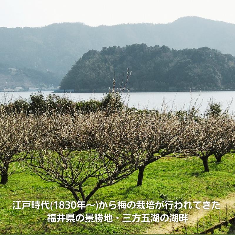 大人の甘くない梅酒 BENICHU 38° 微糖梅酒 750ml 化粧箱入り 送料無料 福井県若狭町より産地直送 若狭三方ビバレッジ エコファームみかた ギフト 熨斗対応 | ブランド登録なし | 03