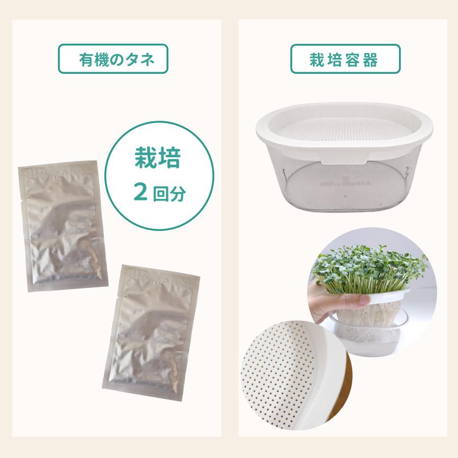 ブロッコリースプラウト栽培キット 1箱 オンラインレッスン動画付き