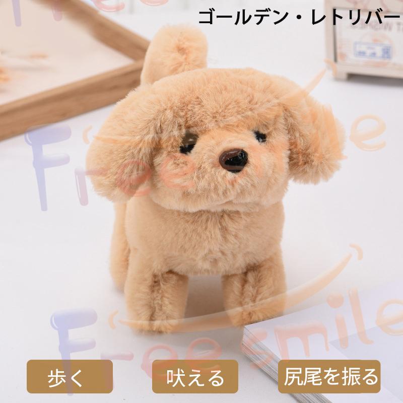 元気な仔犬 トイプードルのショコラちゃん おしゃべり 歩く 動く