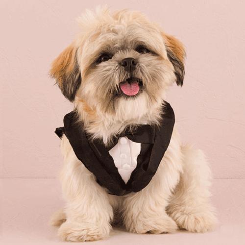 犬 服 タキシード 結婚式 小型犬用 S |  | 01