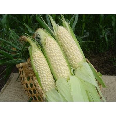 北海道物産 北海道特産 【北海道産】【朝取り】元祖南幌ピュアホワイト10本(L〜2L)（4kg前後）：【北海道_野菜】 | 