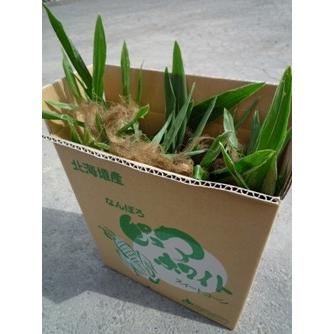 北海道物産 北海道特産 【北海道産】【朝取り】元祖南幌ピュアホワイト＆あまいんです25本入(L〜2L)（10kg前後）：【北海道_野菜】 |  | 01