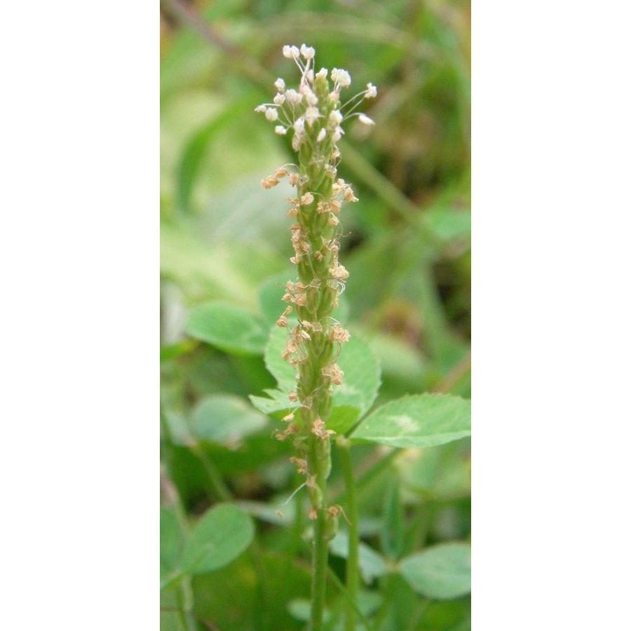 送料無料　サイリウム粉末　食物繊維　オオバコ　サプリメント　500g×5　チャック付き　 |  | 01