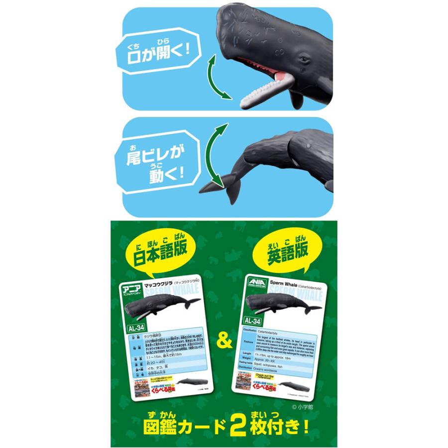 アニア AL-34 マッコウクジラ 水に浮くVer. : ユウセイ堂2号店 ヤフー