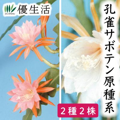 1155円 人気の定番 夏休み ガーデニング 園芸 孔雀サボテン 原種系 2種 2株