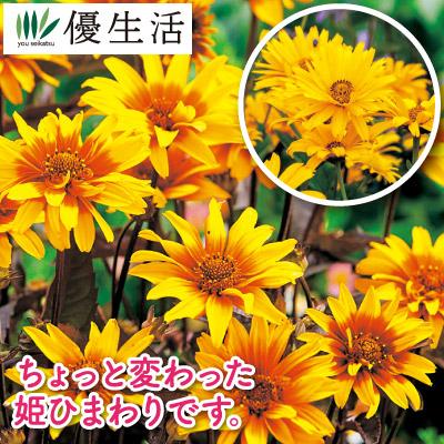 7円 一番人気物 父の日 ガーデニング 園芸 宿根 姫 ひまわり ヘリオプシス 2種 4株