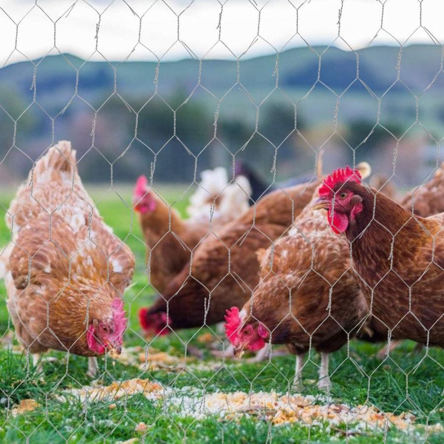 金網 亀甲 亜鉛引 亀甲金網 防獣ネット メッシュ ロール 5 x 0.4