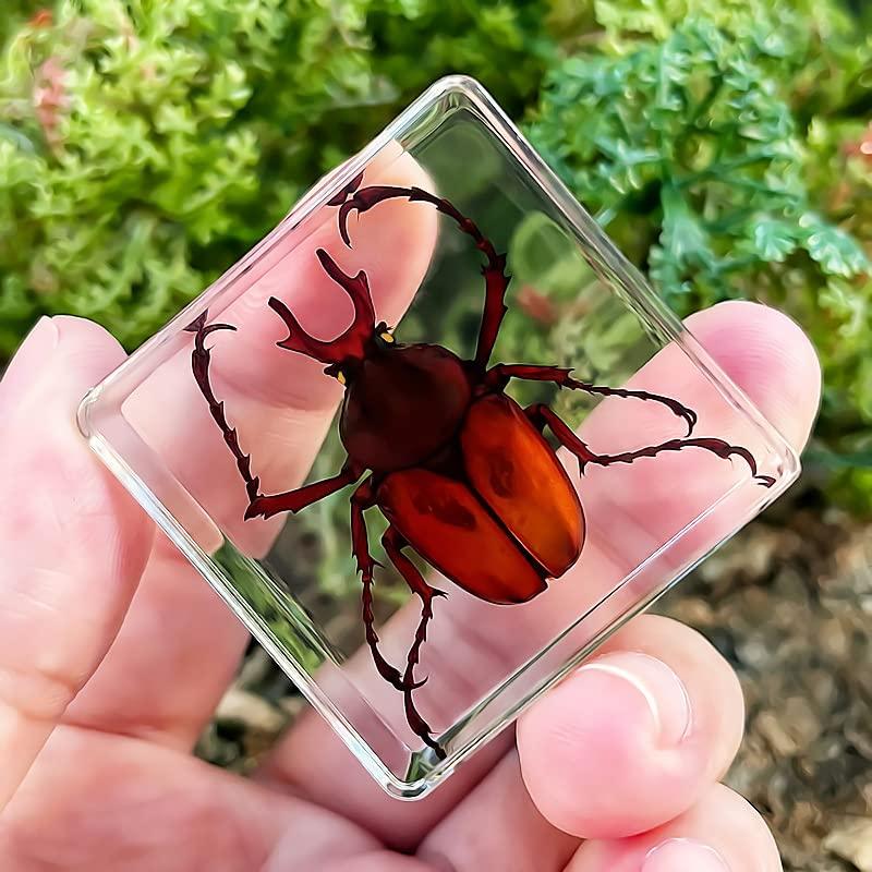 本物の昆虫標本絶妙な動物標本ギフトセット透明樹脂 本物の昆虫標本絶妙な動物標本ギフトセット透明樹脂