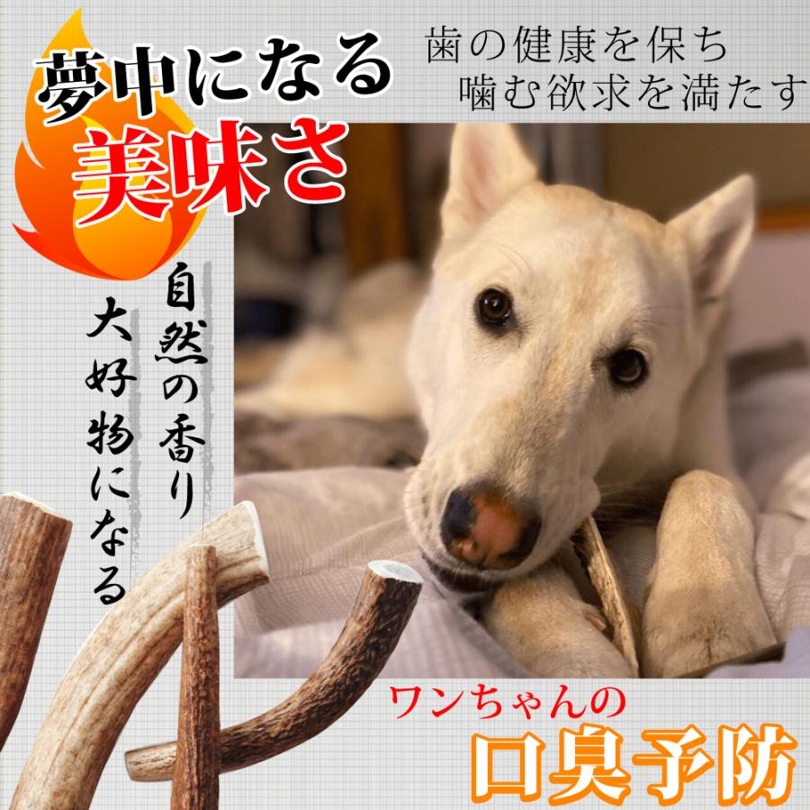 安心の実績 高価 買取 強化中 送料無料 北海道産 鹿の角 小型犬用 蝦夷鹿 犬のおもちゃ 中型犬 大型犬 いたずら防止 噛み癖 ドッグフード 犬のおやつ 歯磨き 口臭予防 デンタルケア Aynaelda Com