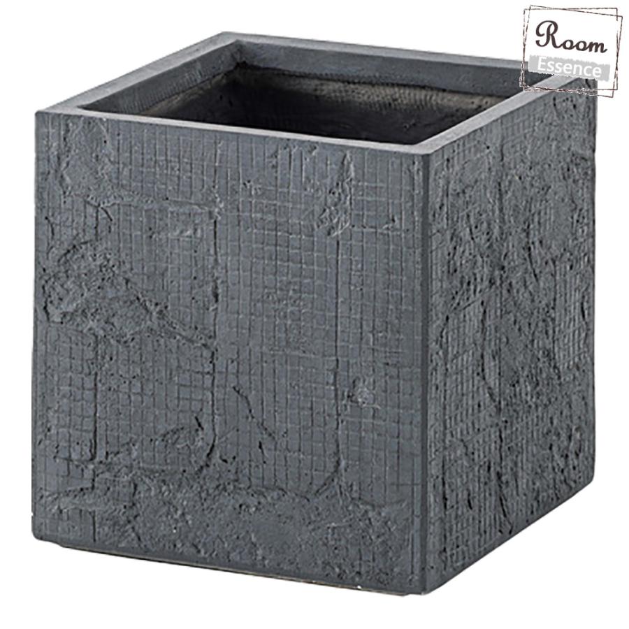 高騰品種】24 シーザー×レッドキャットウィーズル hyb極上強棘陽炎