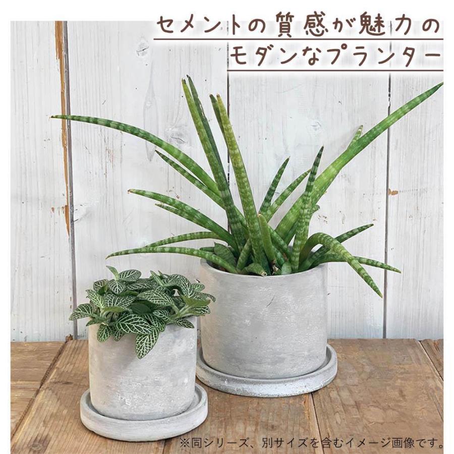 直接取引大歓迎　超特大 dulton ダルトン スクエア プランター 鉢 楽天市場】ダルトン 植木鉢 ボタニーポット 6号鉢 ガーデン