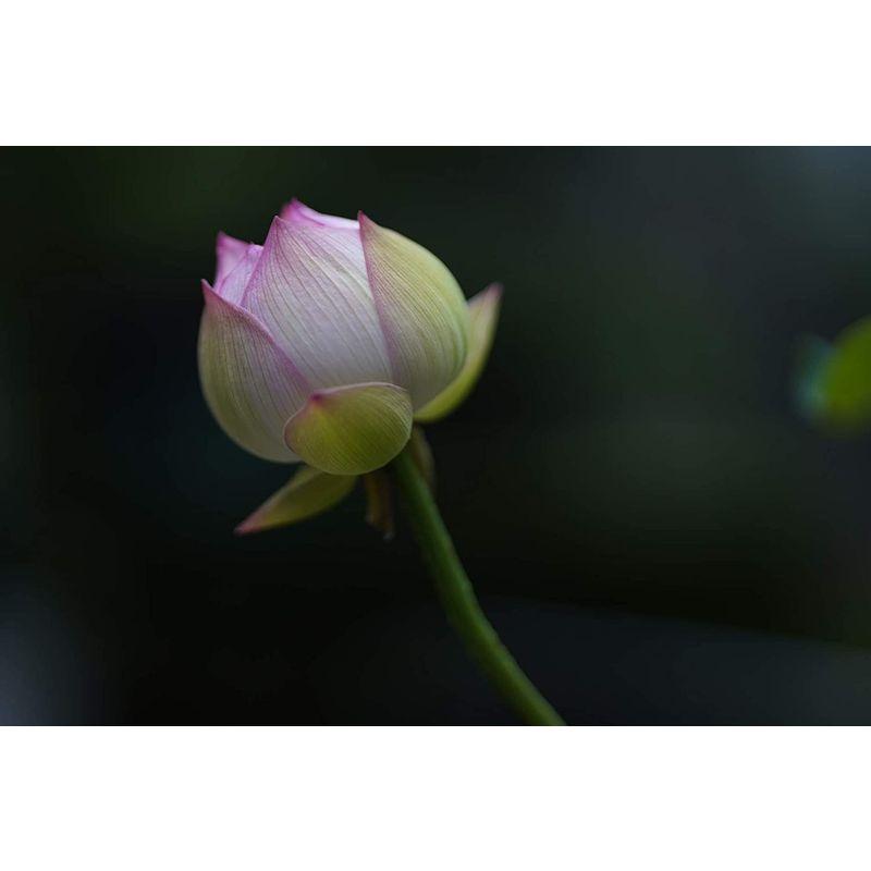 「送料無料・年末感謝」 SIGMA 85mm F1.4 DGDN Art Eマウント用 【VQL1403800656】(51232円)