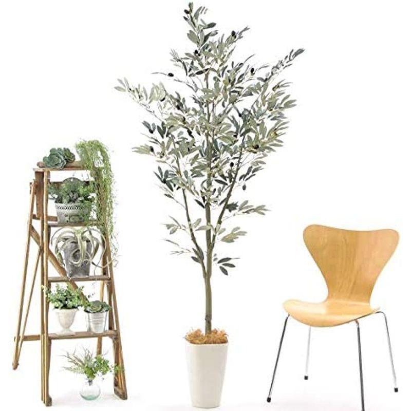 造花ドットコム プレミアム 光触媒 消臭 フェイクグリーン 「表裏で色が異なるシルバーグリーンの葉色が特徴 リアル オリーブ 高さ170cm 造花ドットコム プレミアム 光触媒 消臭 フェイクグリーン 表裏で色が異なるシルバーグリーンの葉色が特徴 リアル オリーブ 高さ170cm