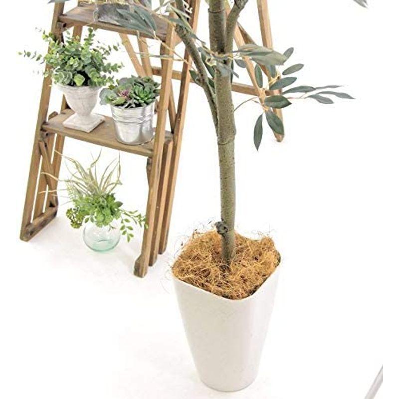 造花ドットコム プレミアム 光触媒 消臭 フェイクグリーン 「表裏で色が異なるシルバーグリーンの葉色が特徴 リアル オリーブ 高さ170cm 造花ドットコム プレミアム 光触媒 消臭 フェイクグリーン 表裏で色が異なるシルバーグリーンの葉色が特徴 リアル オリーブ 高さ170cm