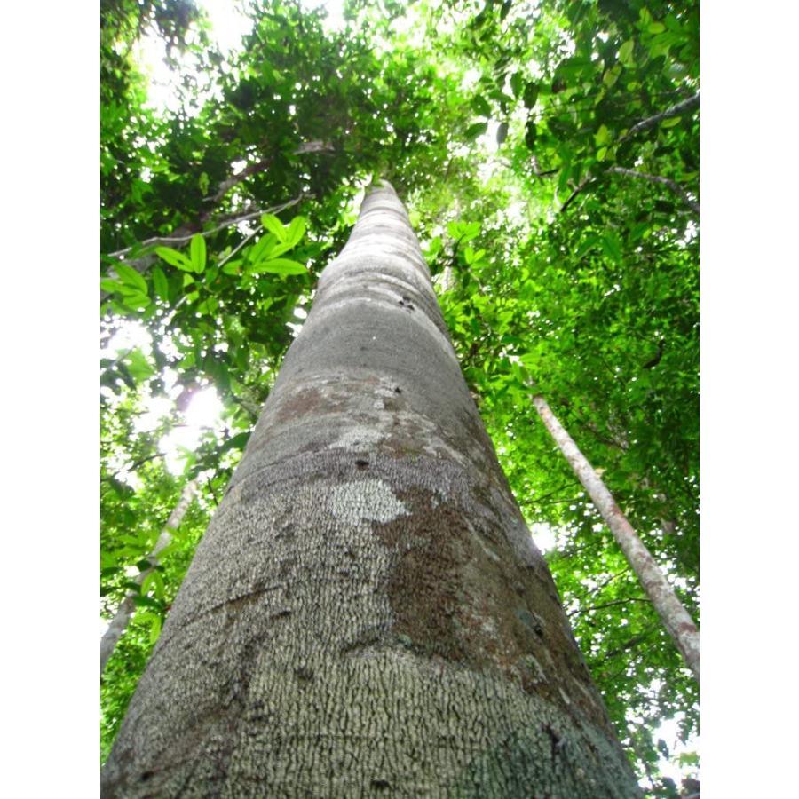 プレミアム コパイバ マリマリ 20ml (アマゾンの聖木樹液 黄金樹液オイル オーガニック)