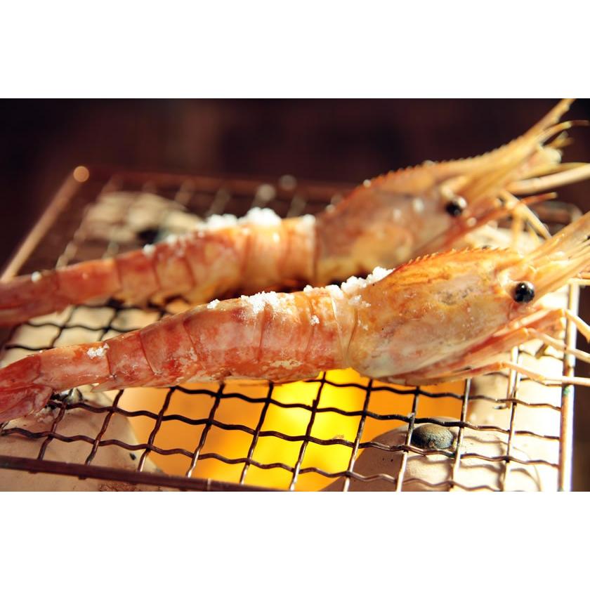 ギフト特大子持ち ぼたんえび 500g (10〜12尾) :EB002:ワイエス海商 北海道からの贈り物 - 通販 - Yahoo!ショッピング ギフト特大子持ち ぼたんえび 500g (10〜12尾) :EB002:ワイエス海商 北海道からの贈り物 - 通販 - Yahoo!ショッピング