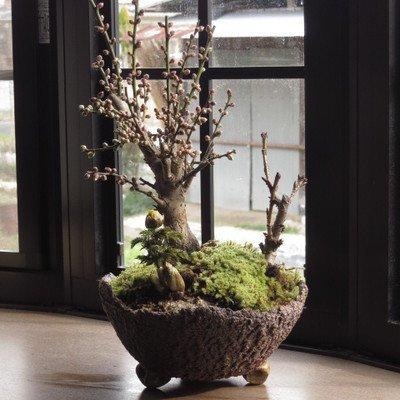 梅盆栽 盆栽 盆栽 苔玉 梅と桜の寄せ植え 盆栽 直販の卸問屋