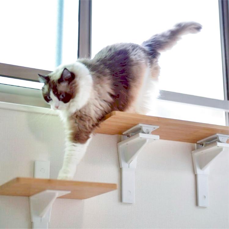CAT FREELY キャットステップ ホワイト : パーツEX - 通販 - Yahoo