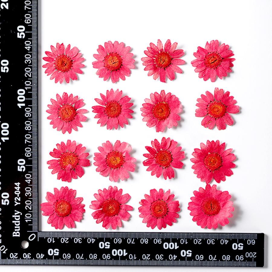 押し花 菊 真空パックドライフラワー デコパーツ 貼り絵 ハーバリウム 