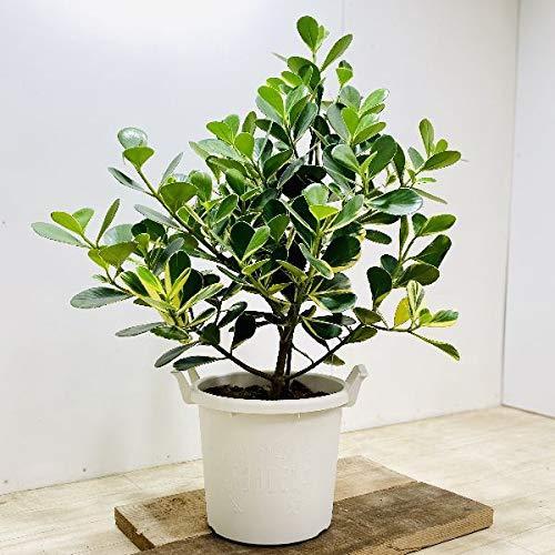 おしゃれ 花 ガーデニング 観葉植物 クルシア プラバケツ鉢 大型ヤマト便 植木鉢 観葉植物 クルシア 雄々ストア A B08l4fwg38 2408