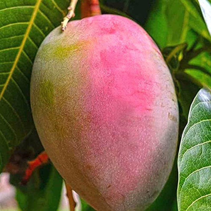 マンゴーの苗木 品種 紅金煌 べにきんこう 6号硬質ポット 鉢植え苗なので年中植付け可能 2年生接木苗 接木苗 台木 ナンドクマイ系 お中元