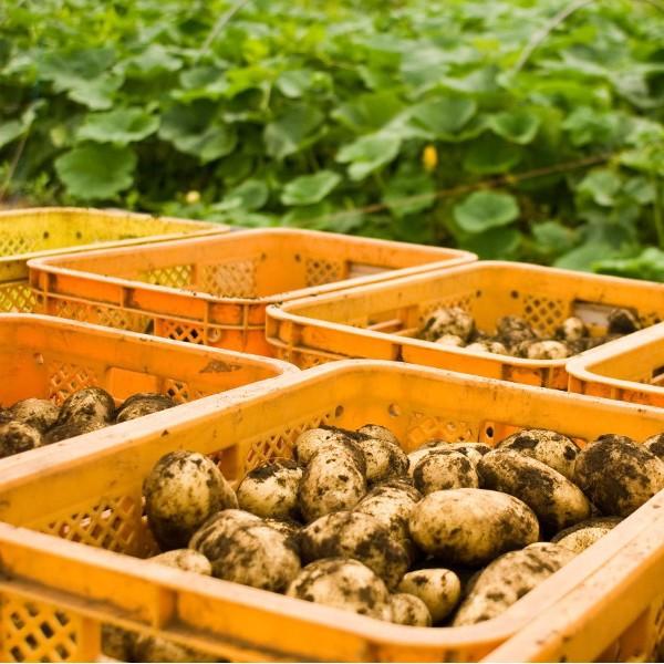 北海道産 新じゃがいも 男爵 20kg LMサイズ から Lサイズ 混合 北海道産 新じゃがいも 男爵 20kg LMサイズ から Lサイズ 混合