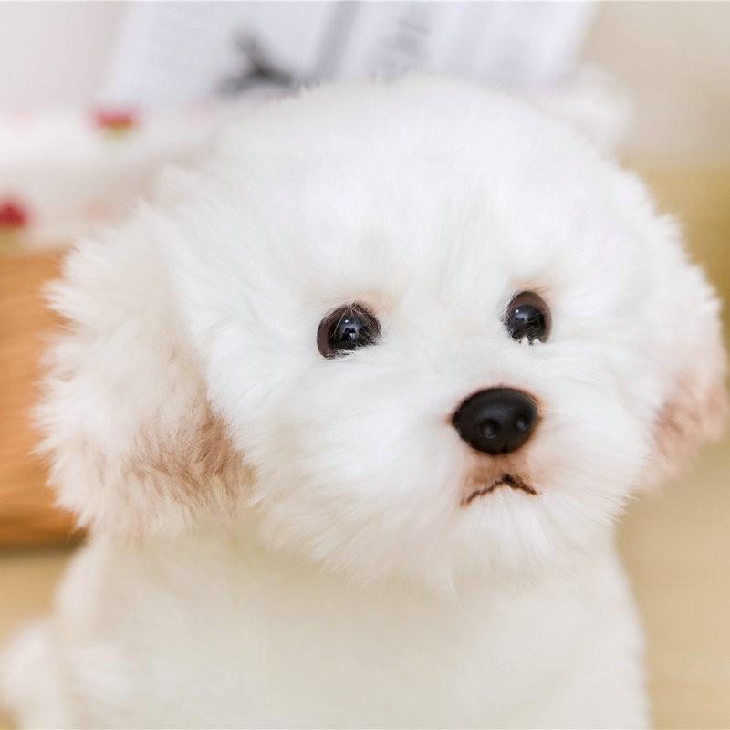 ぬいぐるみ 犬 38cm 可愛い マルチーズ人形 抱き枕 癒し ペット 愛犬 子供 インテリア 寝室 リビング ベッド 飾り 小型 Y Yuilmyshop 通販 Yahoo ショッピング