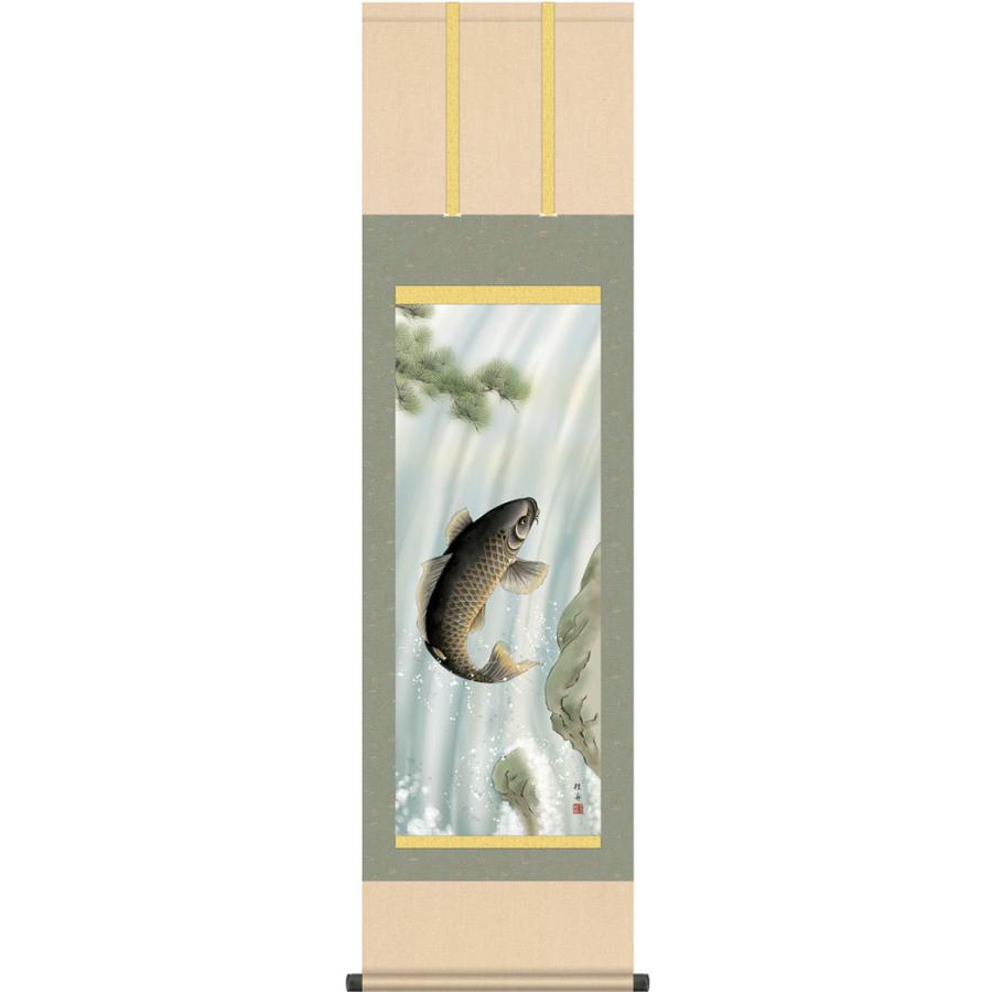 端午の節句掛軸 (掛け軸) 昇鯉 長江桂舟 （尺三立）約横44.5×縦164cm g6025 KZ3MF4-050 端午の節句 初節句 子供の日 武者 兜 鯉 鯉のぼり 昇鯉 菖蒲 尚武