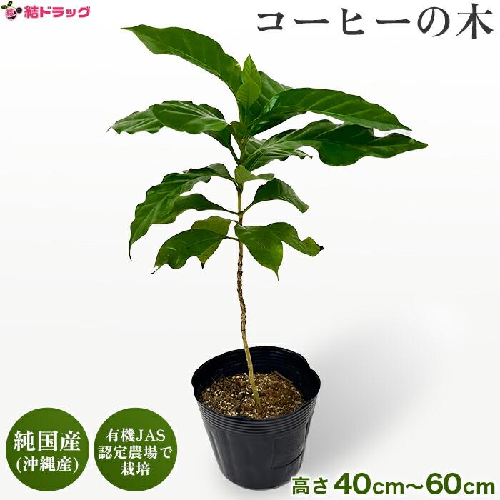 観葉植物 コーヒーの木 コーヒーノキ 珈琲の木 沖縄県産品 純国産 有機