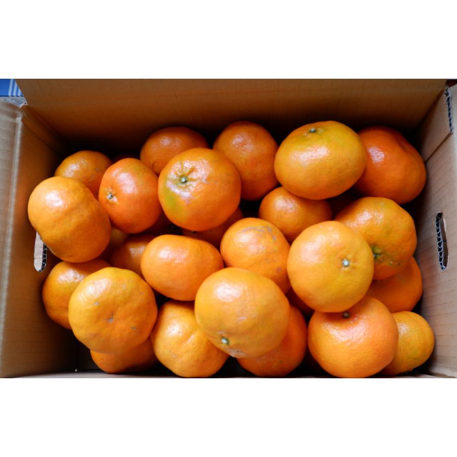 【2027年12月下旬〜】国頭産おおべに5kg |  | 03