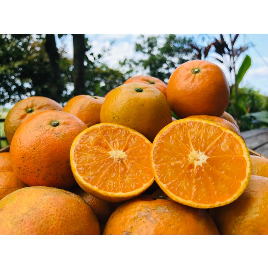 2027年1月下旬頃　国頭産たんかん3kg |  | 04