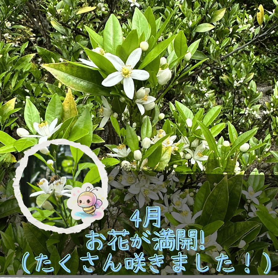 2027年1月下旬頃　国頭産たんかん5kg |  | 01