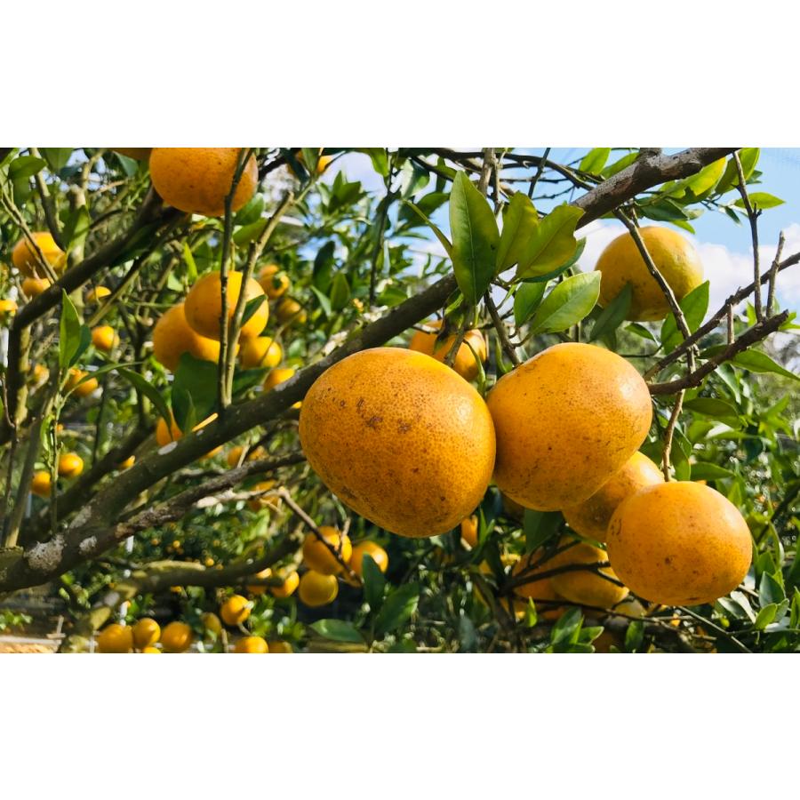 2027年1月下旬頃　国頭産たんかん5kg |  | 02