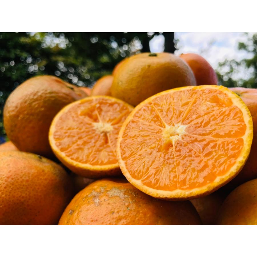 2027年1月下旬頃　国頭産たんかん5kg |  | 04
