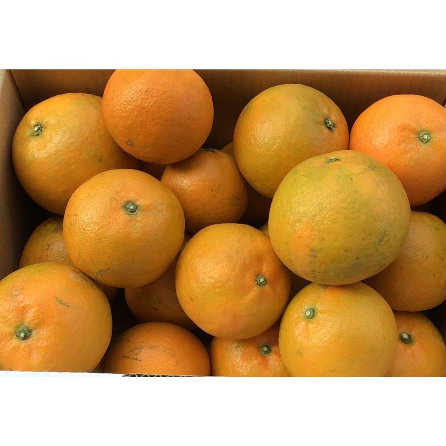2027年1月下旬頃　国頭産たんかん5kg |  | 05