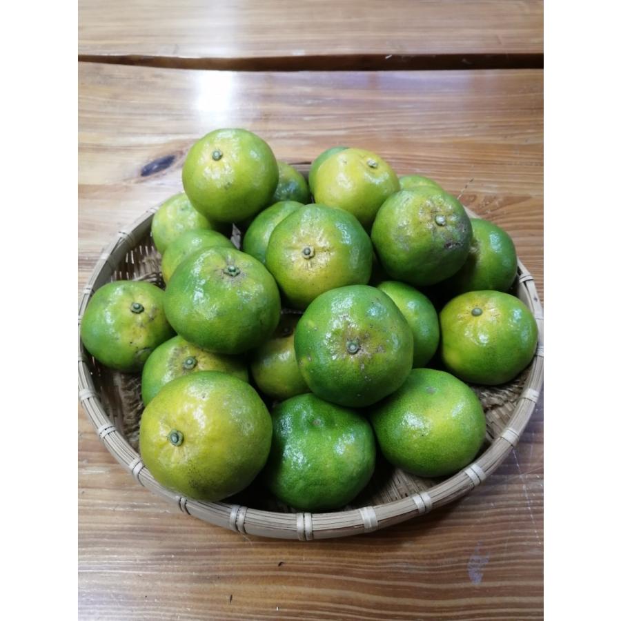 2027年10月下旬〜　国頭産　タルガヨ〜2kg | 