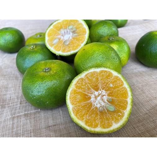 2027年10月下旬〜　国頭産　タルガヨ〜2kg |  | 02