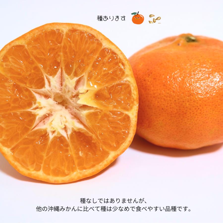 【2026年12月下旬〜】国頭産おおべに3kg |  | 01