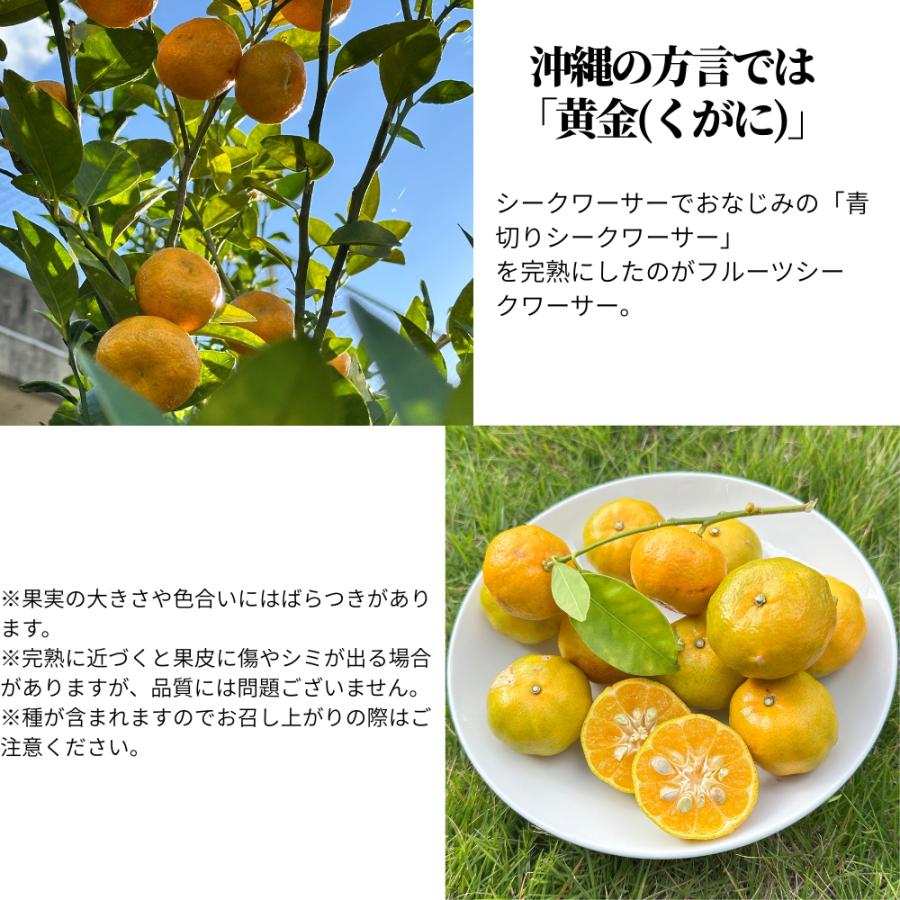 2027年1月頃〜：フルーツシークワーサー3kg |  | 01