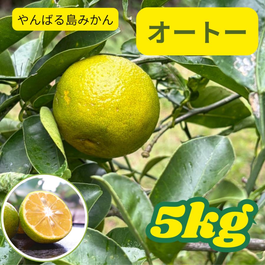 2026年12月頃：国頭産みかん　オートー5kg | 