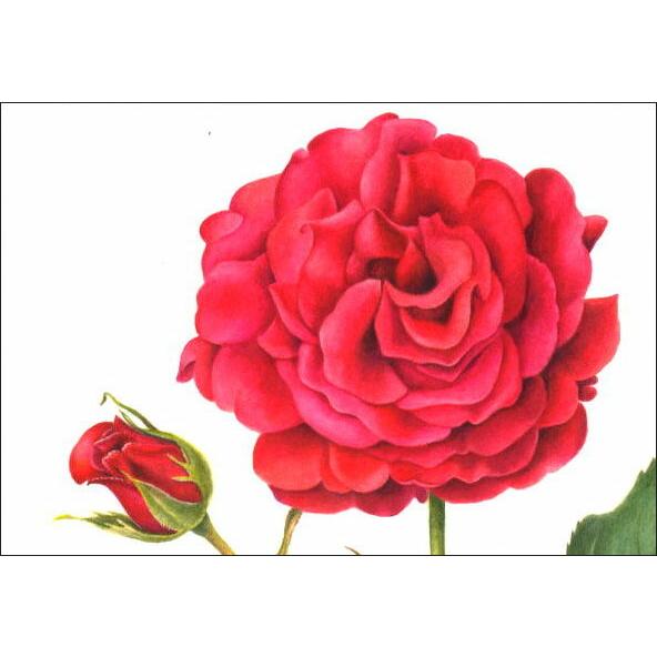 ポストカード アート サックス ローズ 150 105mm 花 バラ 薔薇 メッセージカード 郵便はがき コレクション Bk3325 ユージニアyh 通販 Yahoo ショッピング