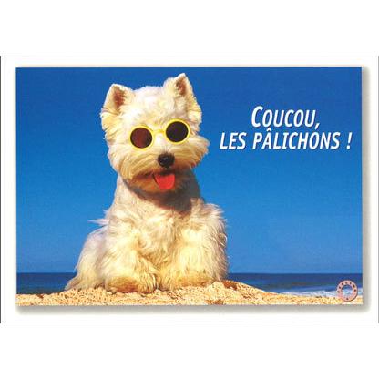 ポストカード サマーカード サングラスをかけた犬 カラ 写真 海 ビーチ メッセージカード 夏物 暑中見舞い Flg 157 ユージニアyh 通販 Yahoo ショッピング