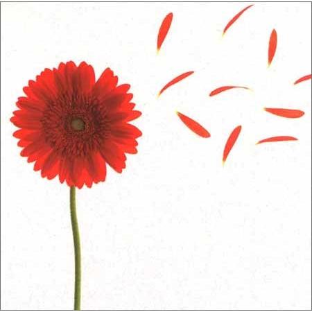 グリーティングカード 多目的 ガーベラ フラワー おしゃれ メッセージカード ギフト 贈り物 手紙 封筒付き Flii0007 ユージニアyh 通販 Yahoo ショッピング