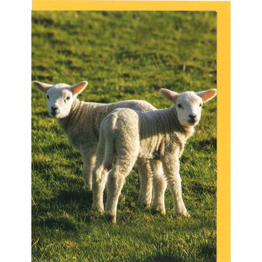 グリーティングカード イースター 2匹の子羊 メッセージカード 動物 カラー写真 かわいい Pecp0031 ユージニアyh 通販 Yahoo ショッピング