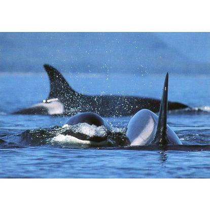 ポストカード カラー写真 シャチ Vkk ユージニアyh 通販 Yahoo ショッピング
