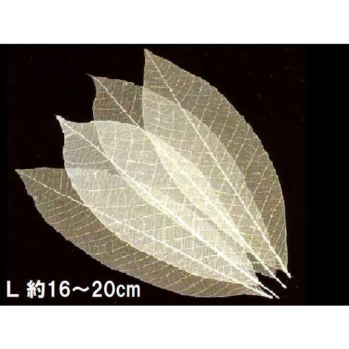 最初の 透かし木の葉 L 16〜20cm 100枚入 常温 18-791L スカシ木の葉 いよいよ人気ブランド