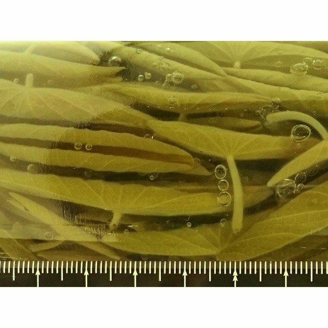 秋田森岳名産 じゅんさい L 瓶入 固形量 450g 瓶込 約1kg 国産 ジュンサイ 蓴菜 順才 常温 湯川商店 Yahoo 店 通販 Yahoo ショッピング