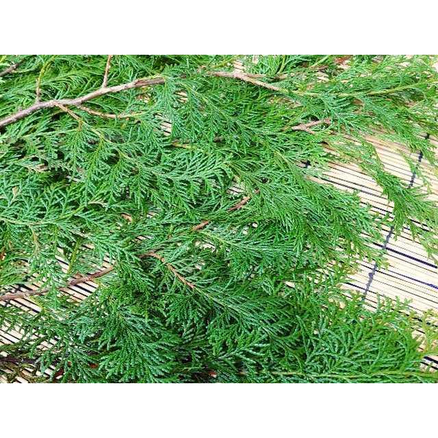 徳島県産 ひのきの葉 10枚 ひば ヒバ 檜の葉 ヒノキの葉 あしらい 飾り葉 敷き葉 常温 湯川商店 Yahoo 店 通販 Yahoo ショッピング