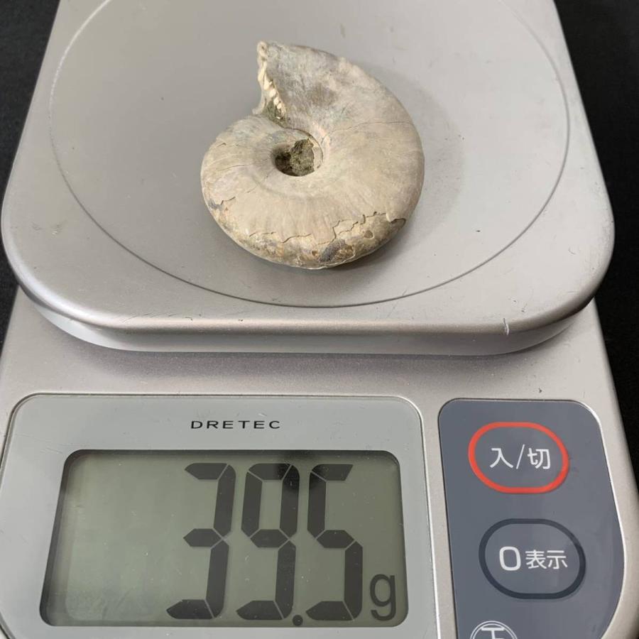 No.00148 本物 虹色 アンモナイト化石 アンモナイト 化石 化石